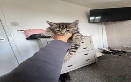Mixed Breed cats for sale: 3 tabbie kittens looking for their forever homes - Image 14