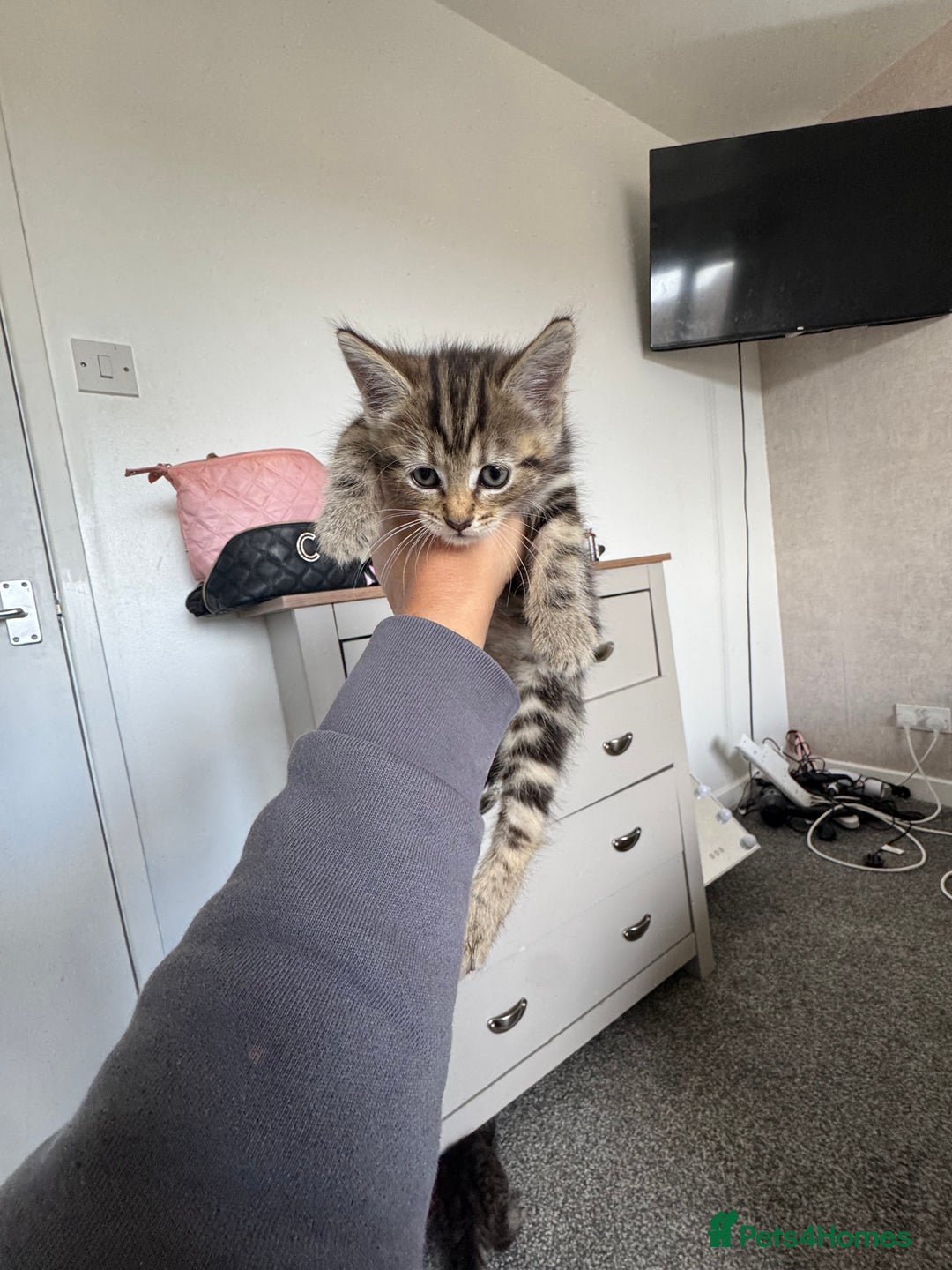 Mixed Breed cats for sale: 3 tabbie kittens looking for their forever homes - Image 14