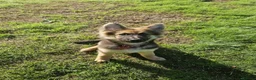 German Shepherd dogs for sale: KC Registered German Shepherd puppy  - Advert 7
