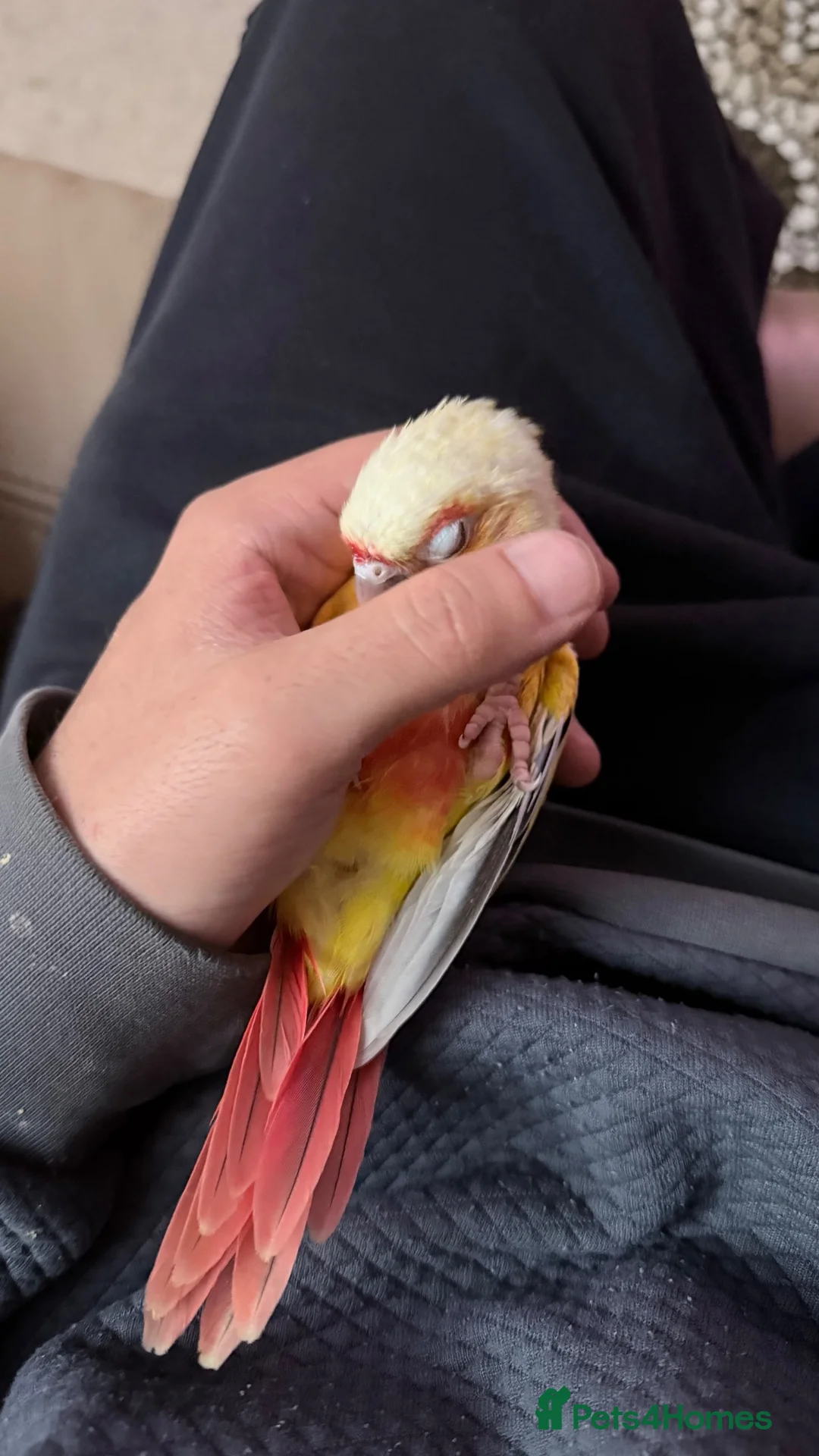 Conures birds for sale: Baby Mooncheek and Suncheek Conure Chicks - Advert 2