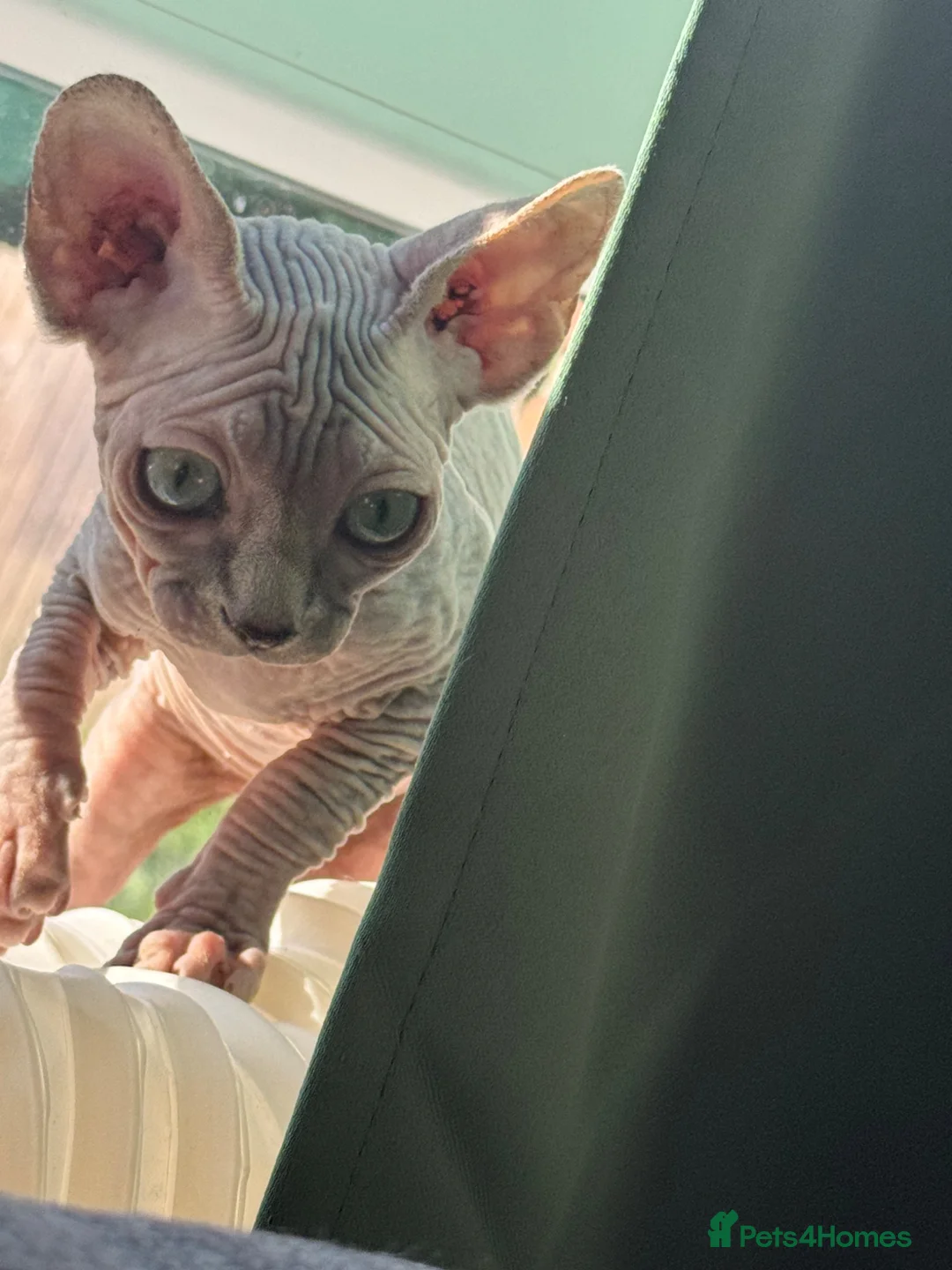 Sphynx cats for sale: Beautiful Sphynx kittens  in Ayr - Advert 5