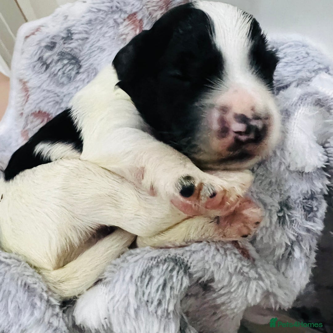 Cockapoo dogs for sale: Beautiful Cockapoo Puppies – 6 Boys & 2 Girls - Advert 10