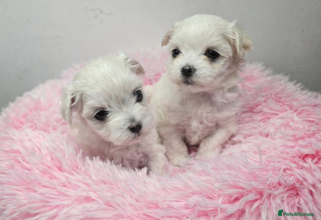 Maltese dogs Half Korean Maltese puppies - Advert 1