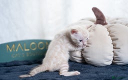 Bengal cats for sale: 3 Snow Bengal Boys-Gorgeous-TICA-Ready in November - Image 24