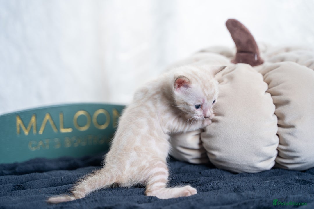 Bengal cats for sale: 3 Snow Bengal Boys-Gorgeous-TICA-Ready in November - Image 24