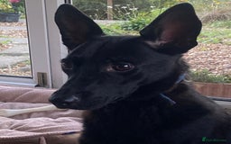 Mixed Breed dogs for adoption: Pango is looking for his forever home  - Image 1