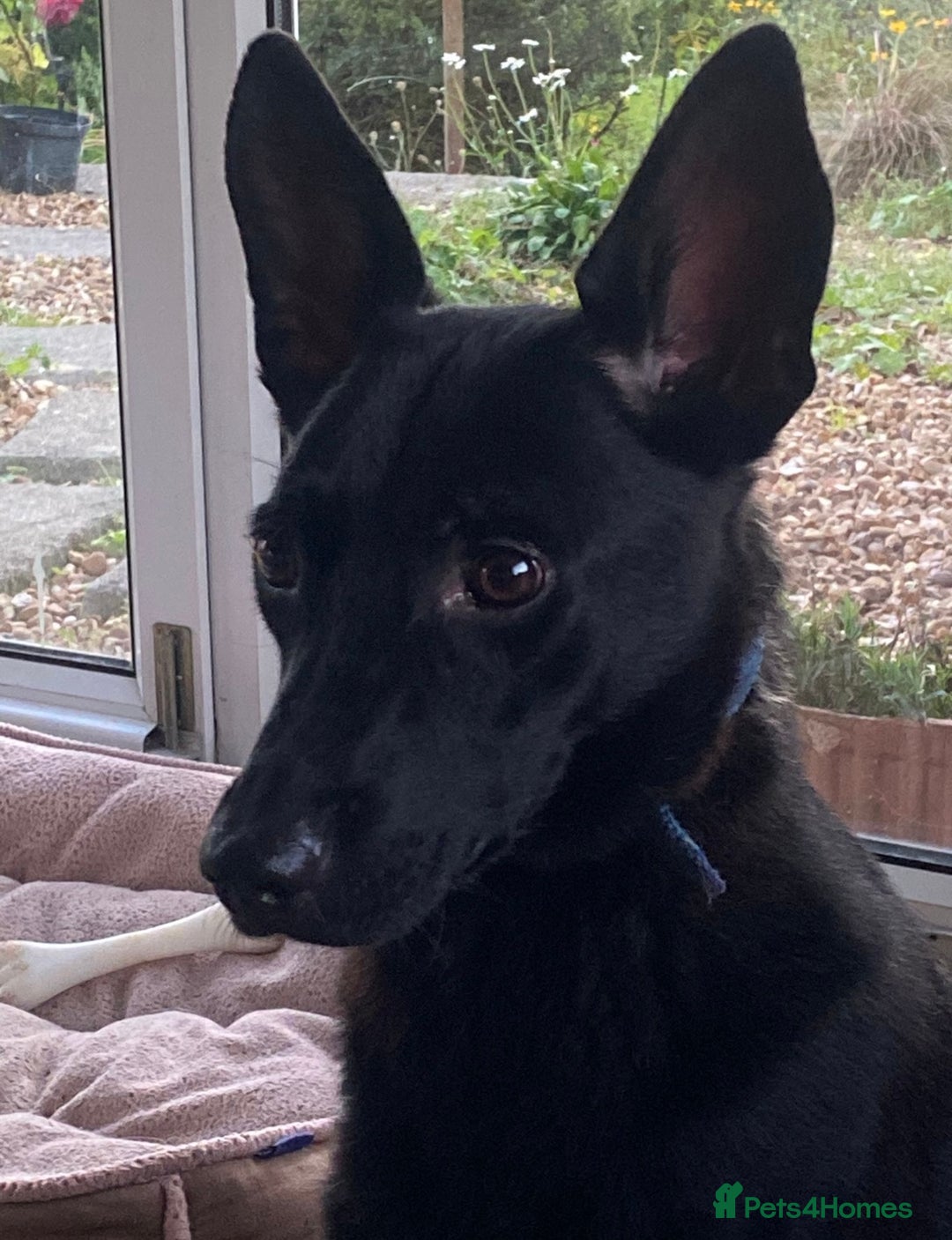 Mixed Breed dogs for adoption: Pango is looking for his forever home  - Image 1