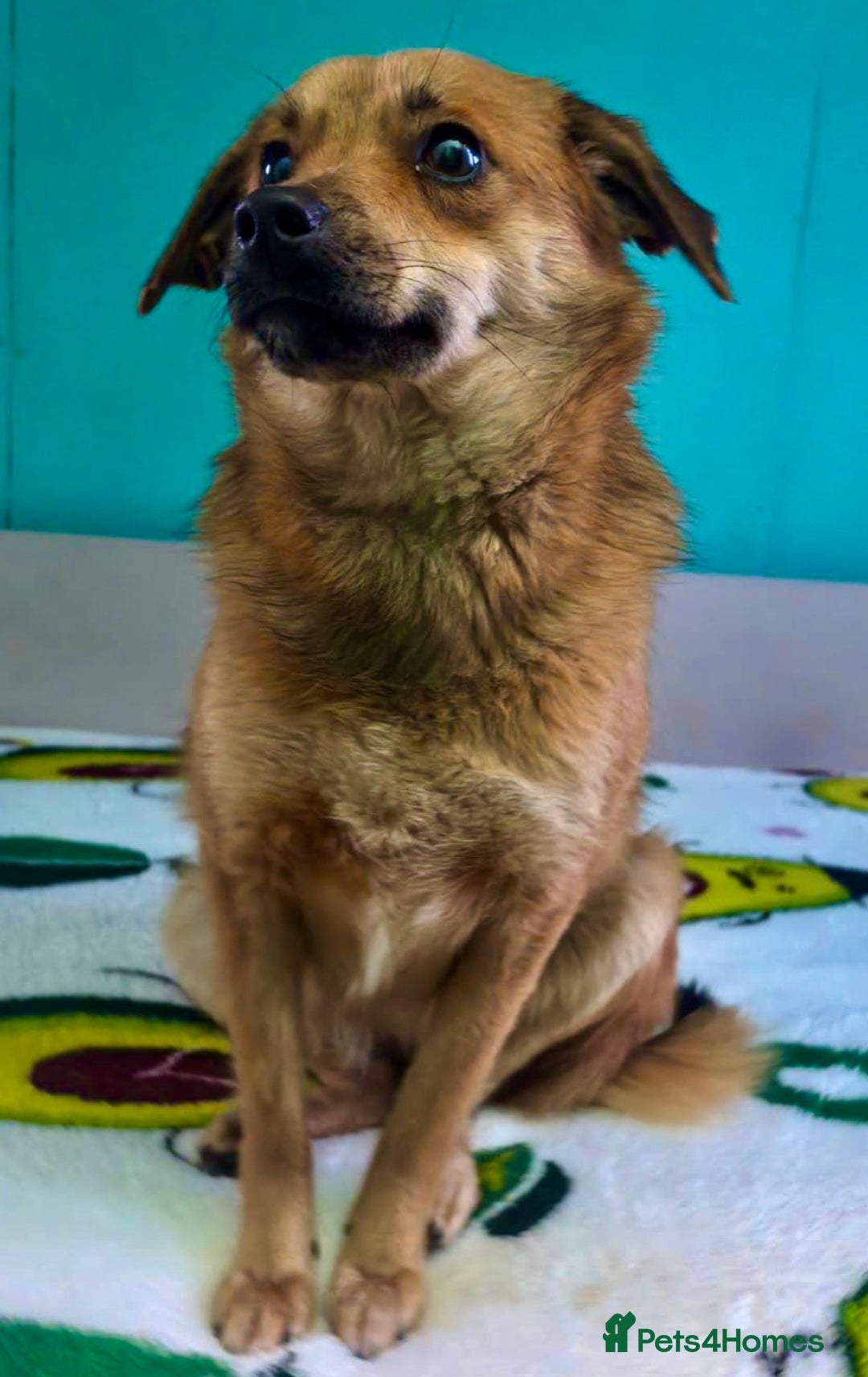 Border Collie dogs for adoption: 🐾 ROSIE – Female Border Collie (Small) - Advert 5