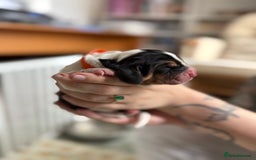 Basset Hound dogs for sale: Beautiful Basset Hound Puppies  - Image 10