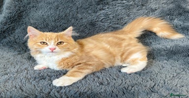 Mixed Breed cats - Advert 12