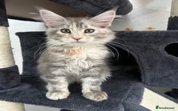 Maine Coon cats for sale: Pedigree TICA Registered Maine Coon Kittens - Image 12