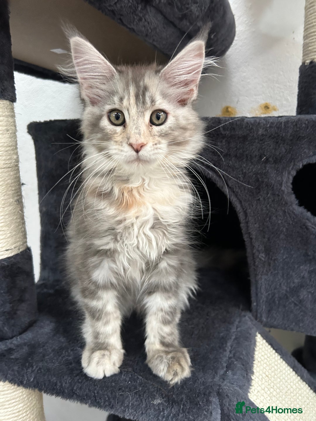Maine Coon cats for sale: Pedigree TICA Registered Maine Coon Kittens - Image 12