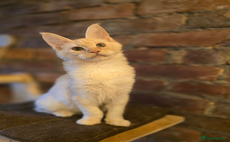 Maine Coon cats Last White Girl - TICA MaineCoon - Advert 1