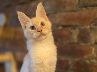 Maine Coon cats Last White Girl - TICA MaineCoon - Advert 8