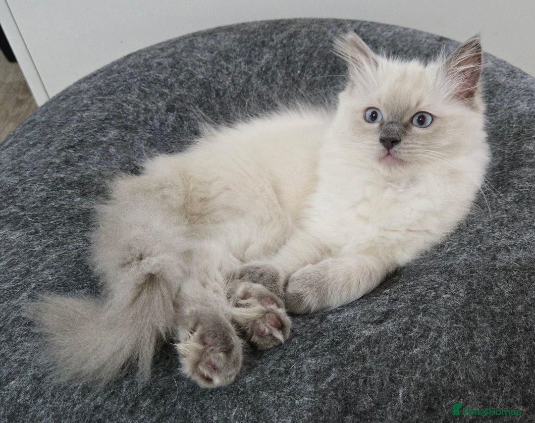 Ragdoll cats for sale:  beautiful Rag doll kittens raised at home - Image 9