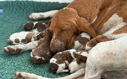 Bracco Italiano dogs for sale: Margot and Silvio's puppies have arrived!!   - Image 5