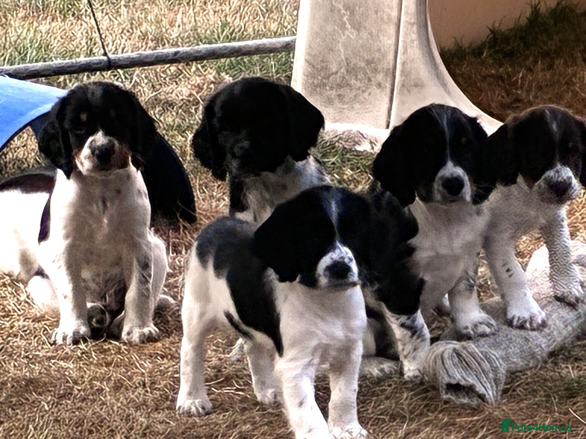 English Springer Spaniel dogs ENGLISH SPRINGER SPANIEL PUPPIES - Advert 1