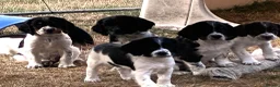 English Springer Spaniel dogs for sale: ENGLISH SPRINGER SPANIEL PUPPIES - Advert 1