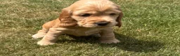 Cocker Spaniel dogs for sale: Kc reg Cocker Spaniel puppies - Advert 21