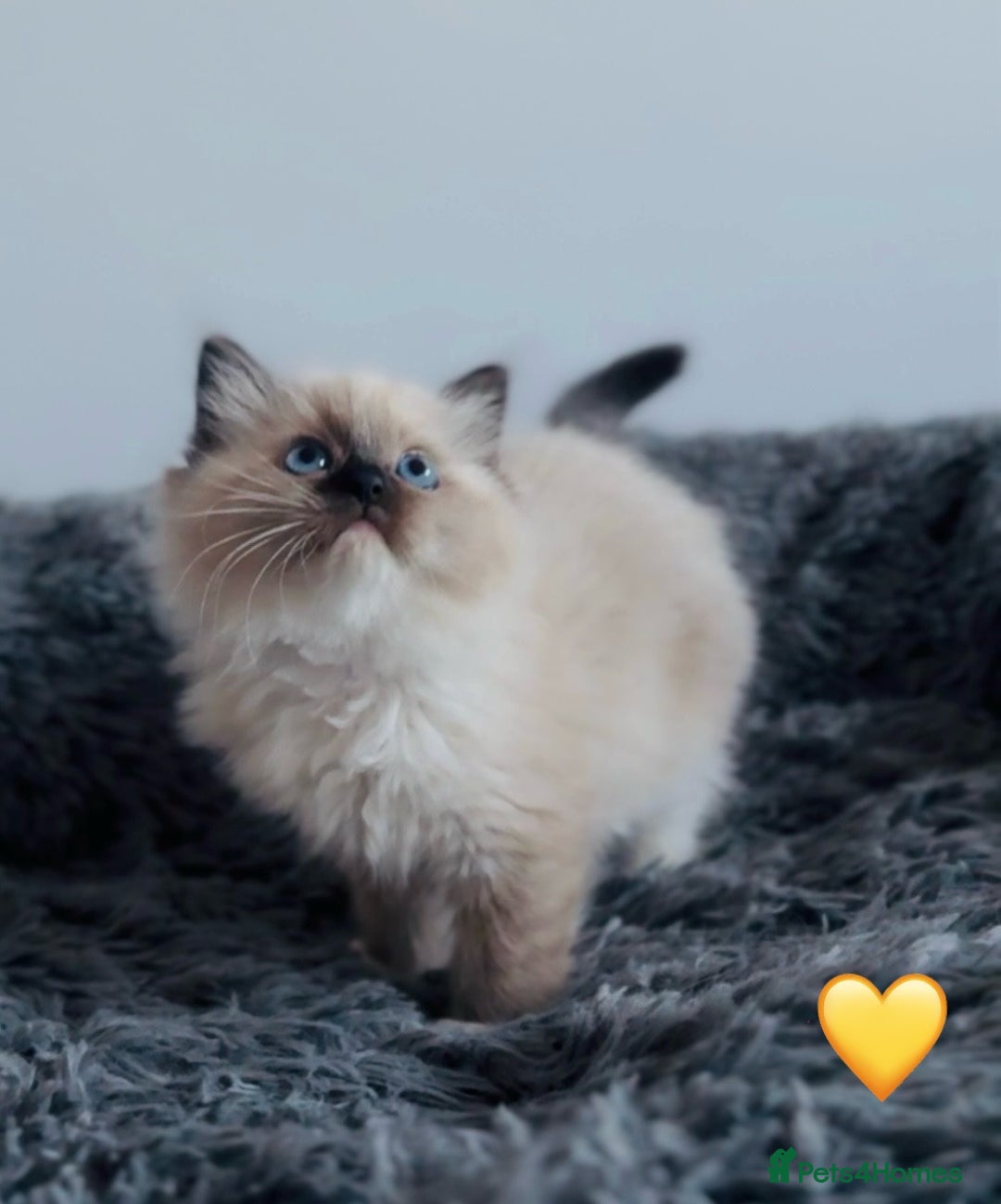 Ragdoll cats for sale: 🩷🐾Tica full Pedigree🐾EU Ragdoll 🐱🐾DNA Clear - Advert 7