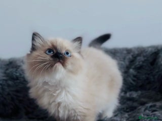 Ragdoll cats 🩷🐾Tica full Pedigree🐾Last Ragdoll girl🐾🩷🥰😻 - Advert 14