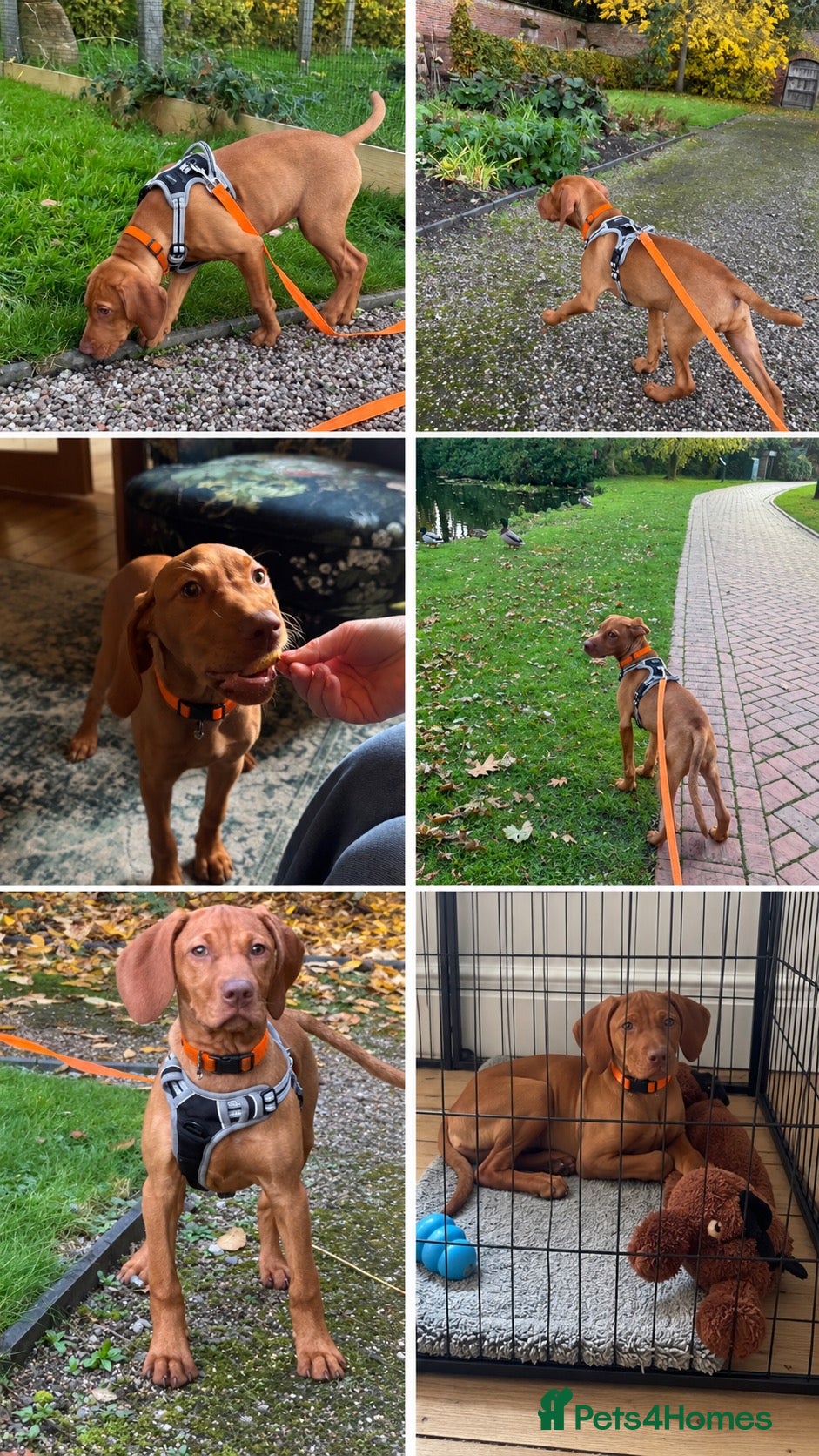 Hungarian Vizsla dogs for sale: Stunning Vizsla Female Puppy - Advert 2
