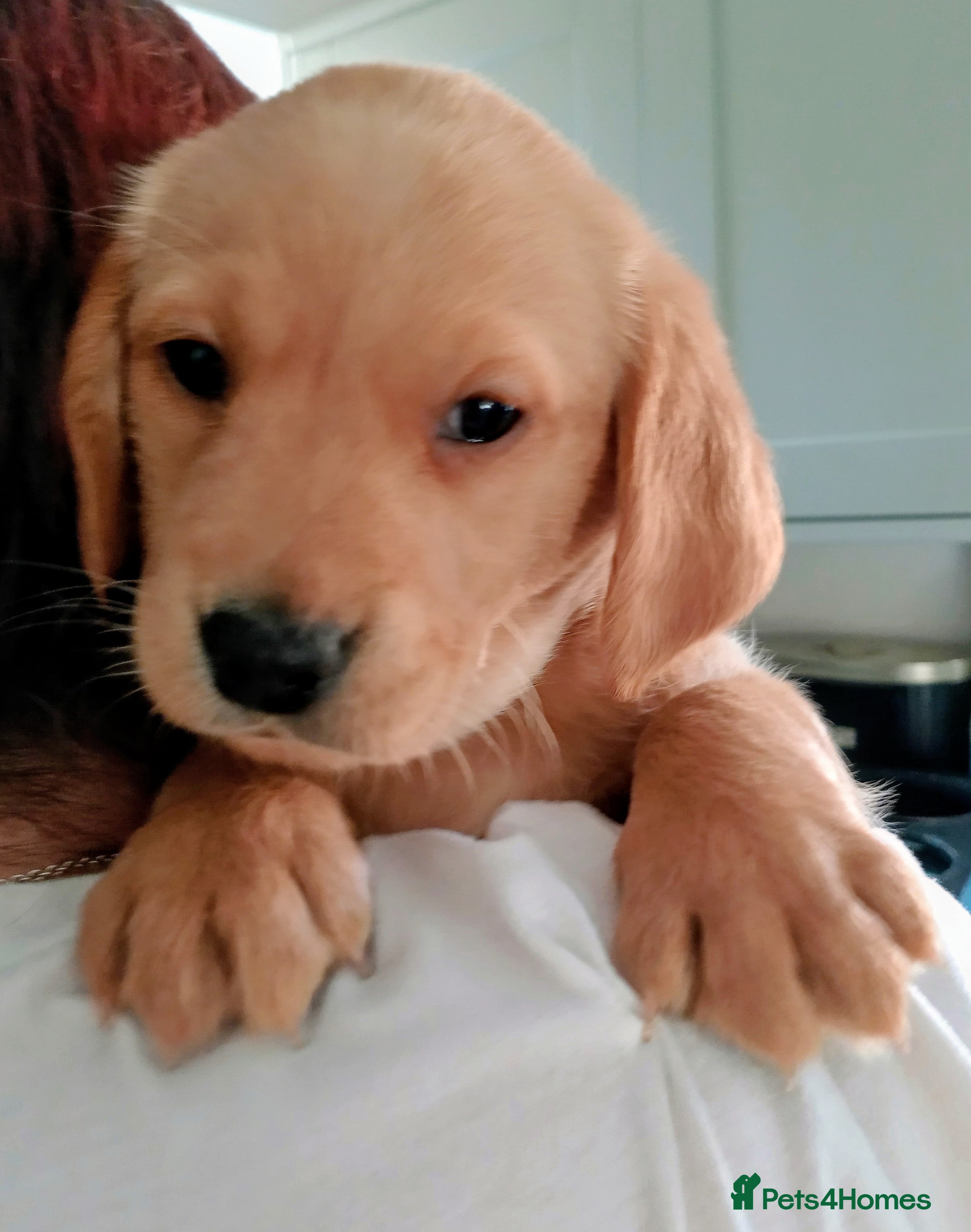 Goldador dogs ⭐ Beautiful Goldador pups from excellent breeding  - Advert 12