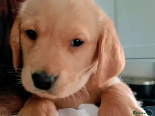 Goldador dogs ⭐ Beautiful Goldador pups from excellent breeding - Advert 12