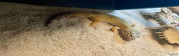 Leopard Gecko reptiles for sale: Leopard Gecko - Advert 3