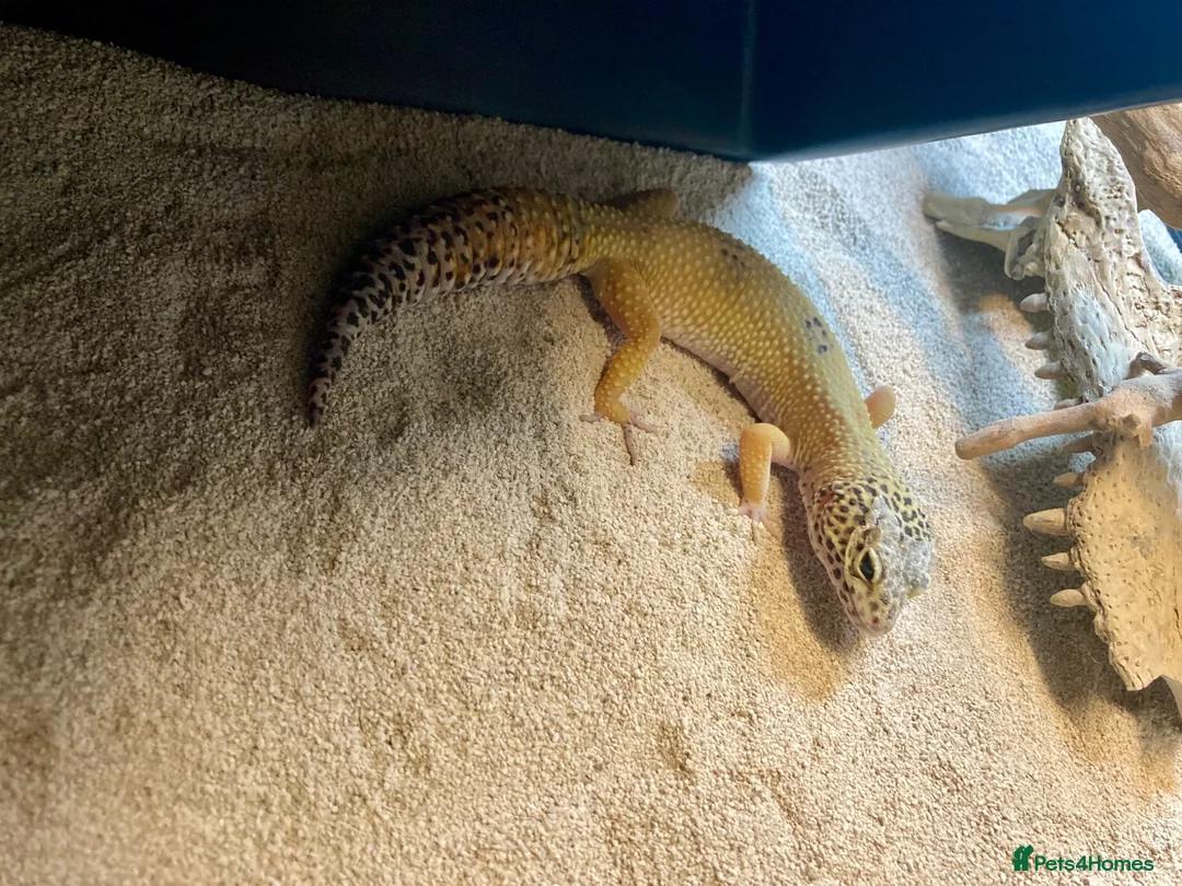 Leopard Gecko reptiles for sale: Leopard Gecko - Advert 3