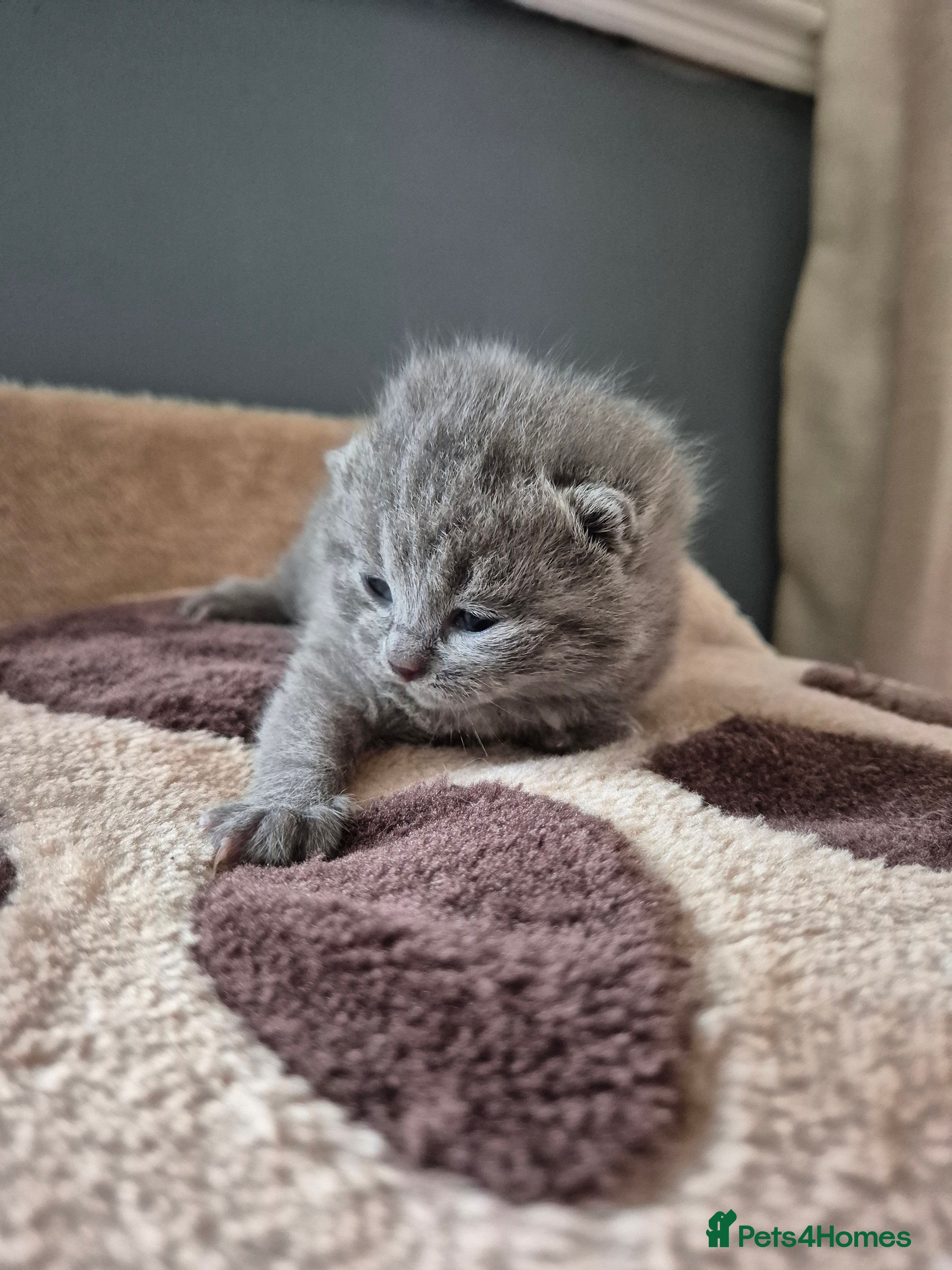 British Shorthair cats 4 British Shorthair Kittens - 3 left! - Advert 14