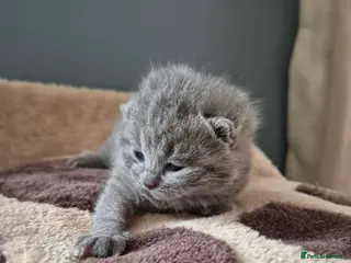 British Shorthair cats 4 British Shorthair Kittens - 3 left! - Advert 14