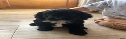 Cockapoo dogs for sale: Lovely F1 Cockapoos in Radstock - Advert 20