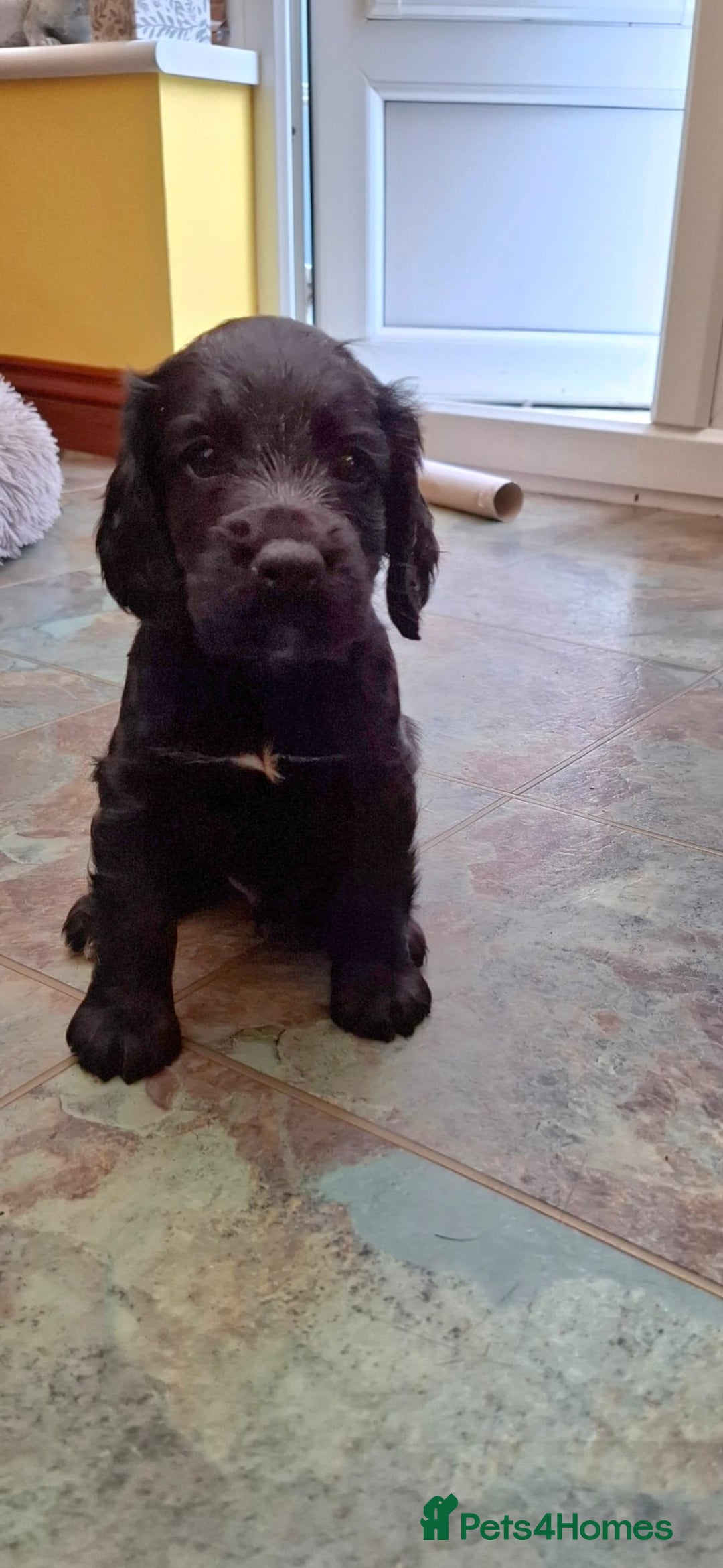 Cocker Spaniel dogs for sale: Cocker Spaniel Puppies For Sale - Image 5