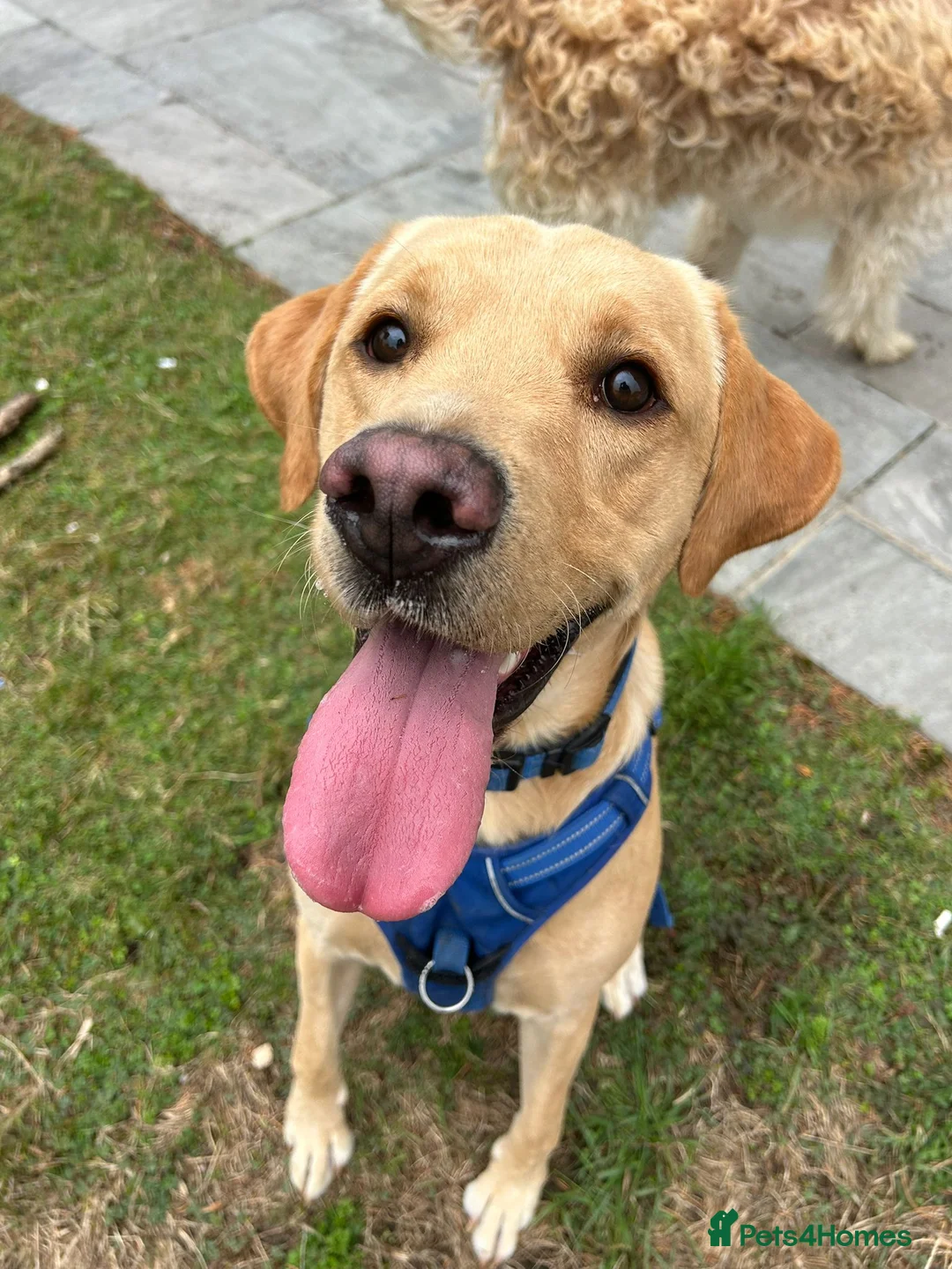 Labrador Retriever dogs for stud: Gorgeous KC Purebred Yellow Labrador For Stud - Advert 1