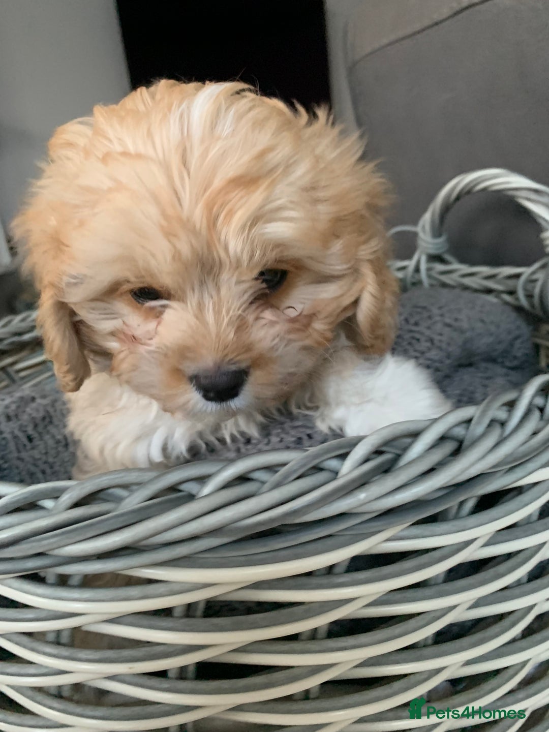 Cavapoo dogs for sale: Cavapoo puppies for sale - Advert 16