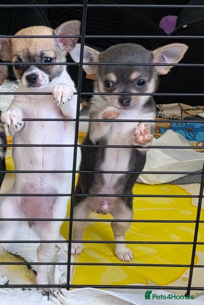 Chihuahua dogs Chihuahua pups x2 smooth coat - Advert 1