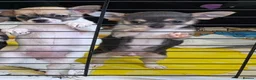 Chihuahua dogs for sale: Chihuahua pups x2 smooth coat - Advert 1