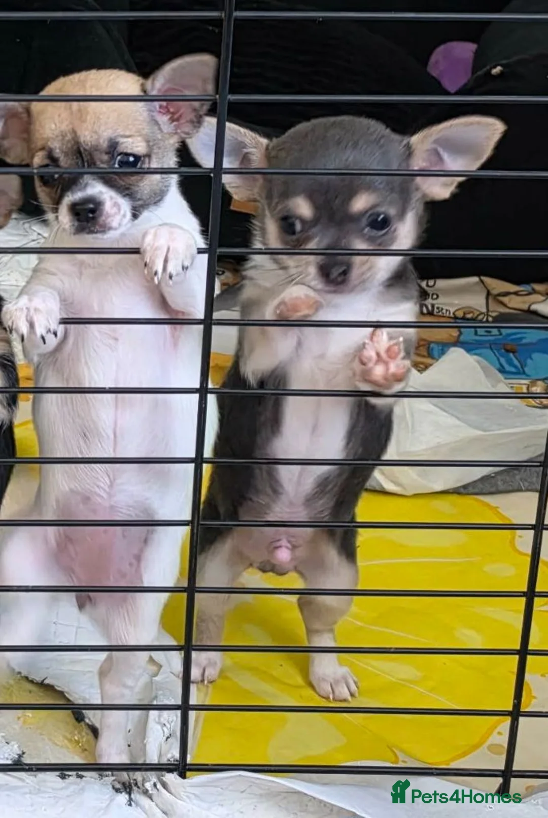 Chihuahua dogs for sale: Chihuahua pups x2 smooth coat - Advert 1