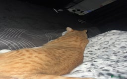 Mixed Breed cats for sale: Male ginger cat  - Image 7