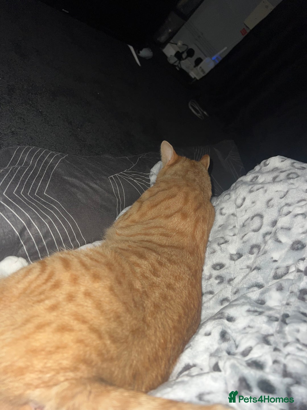 Mixed Breed cats for sale: Male ginger cat  - Image 7