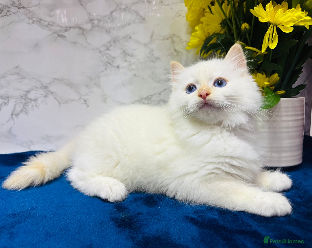 Ragdoll cats for sale: TICA Registered Magnificent Ragdoll kittens  - Image 36