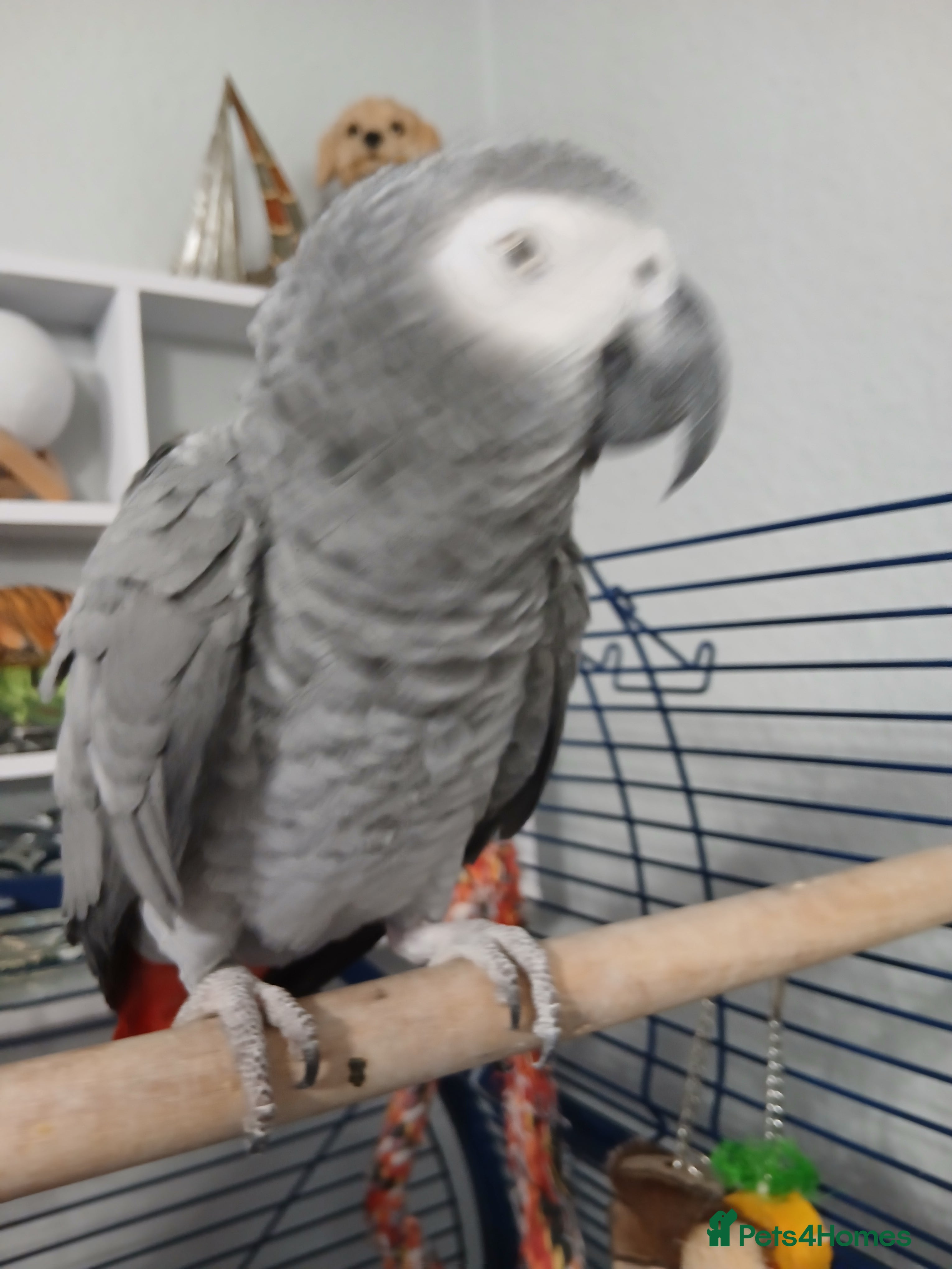 Parrots birds African grey parrot  - Advert 6