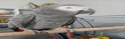 Parrots birds for sale: African grey parrot  - Advert 1