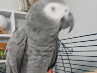 Parrots birds African grey parrot - Advert 1