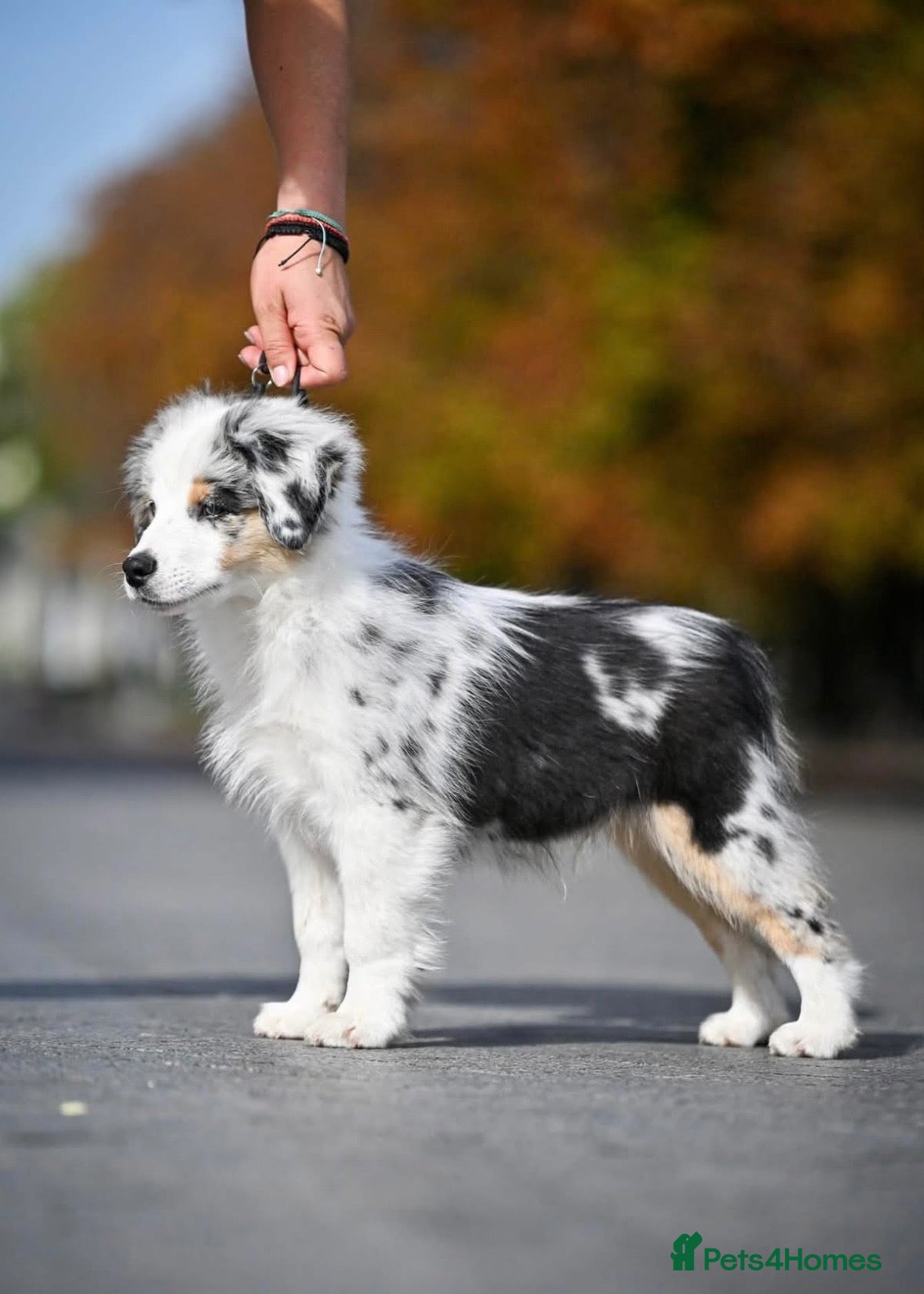 Miniature American Shepherd dogs Miniature American Shepherd puppies  - Advert 1