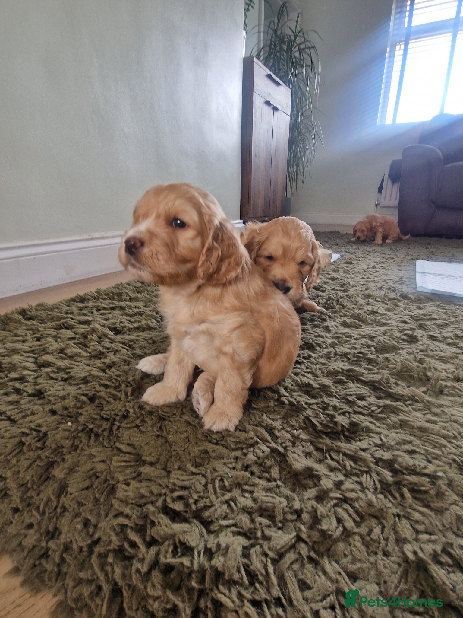 Cockapoo dogs Gorgeous Golden cockerpoos- 3 weeks old - Advert 2