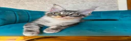Maine Coon cats for sale: TICA Pedigree Registered Maine Coon Kittens - Advert 5