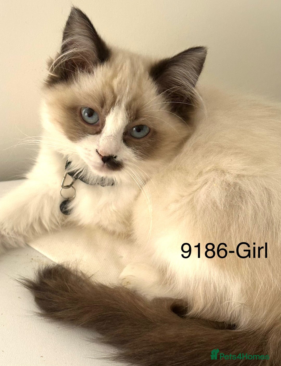 Ragdoll cats for sale: Gorgeous Ragdolls - Advert 4