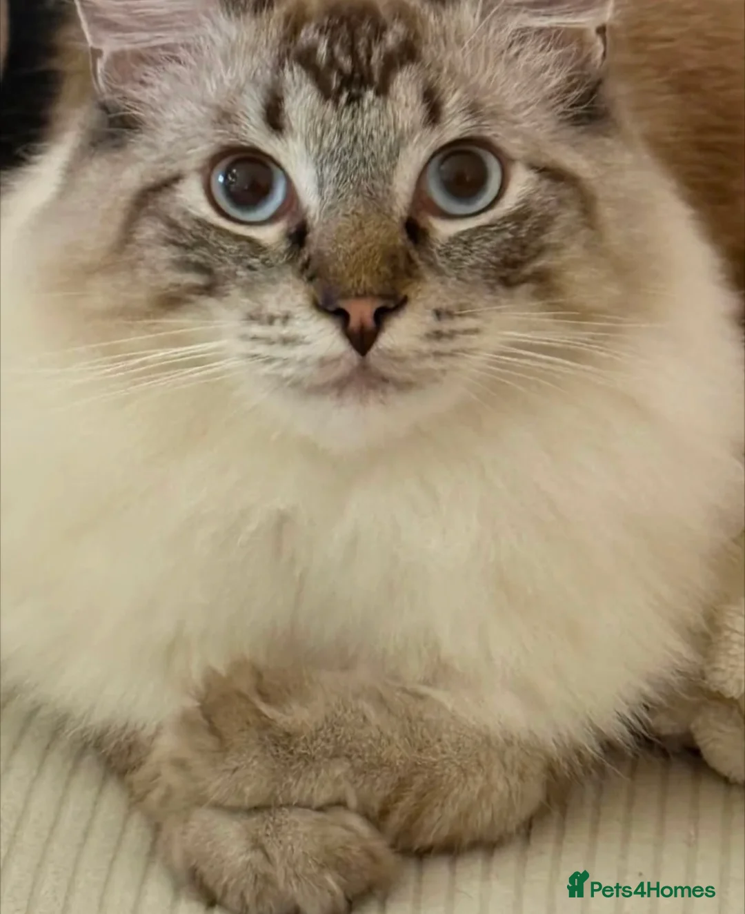 Ragdoll cats for sale: Ragdoll X British shorthaired kittens  - Advert 2